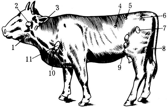 浅表淋巴结检查