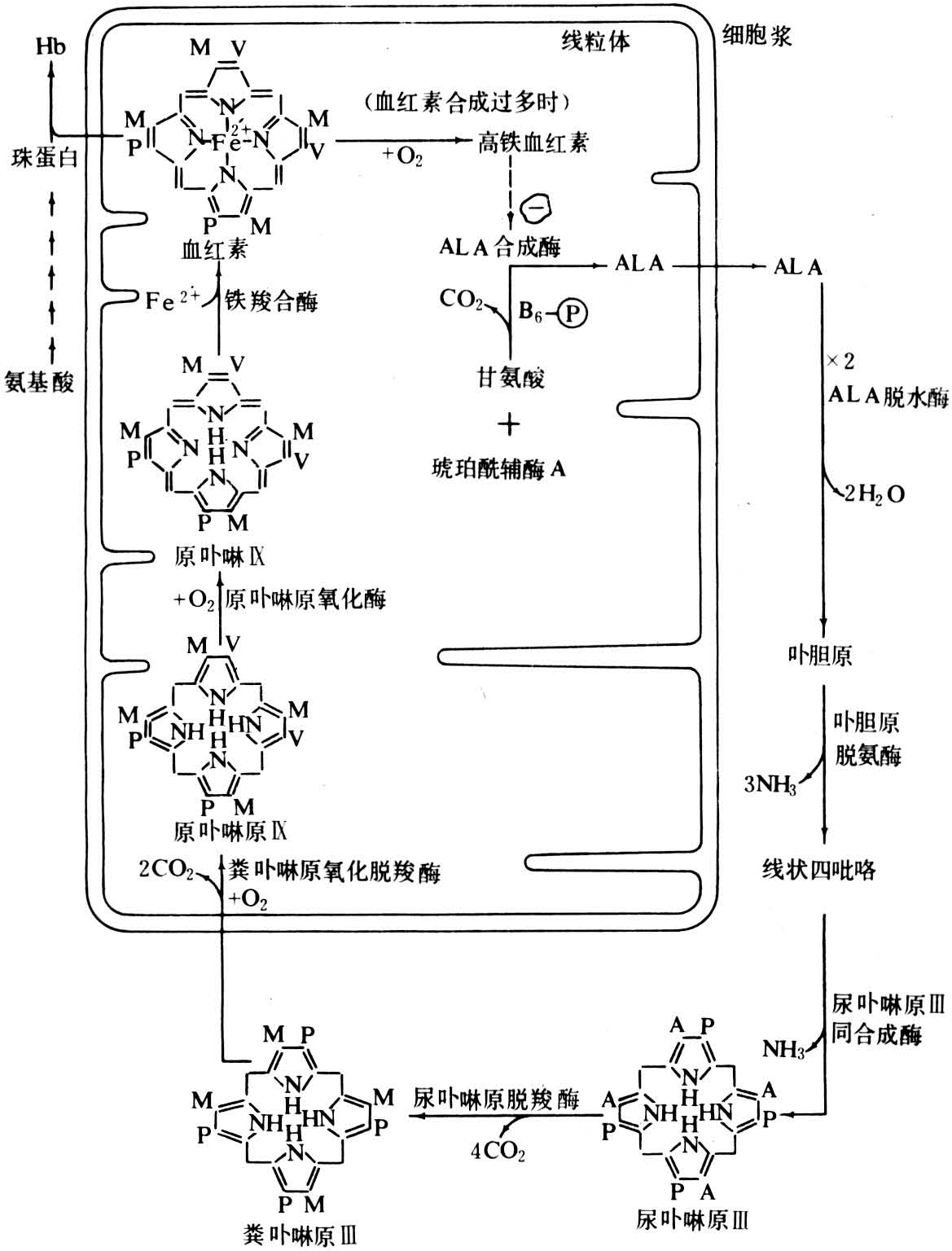 血红蛋白代谢