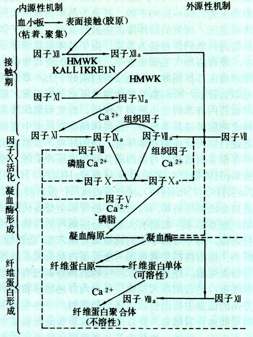 血液凝固是发生在多种凝血因子间的一系列酶促反应,包括内源性和外源