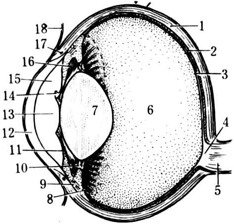眼球纵切面模式图
