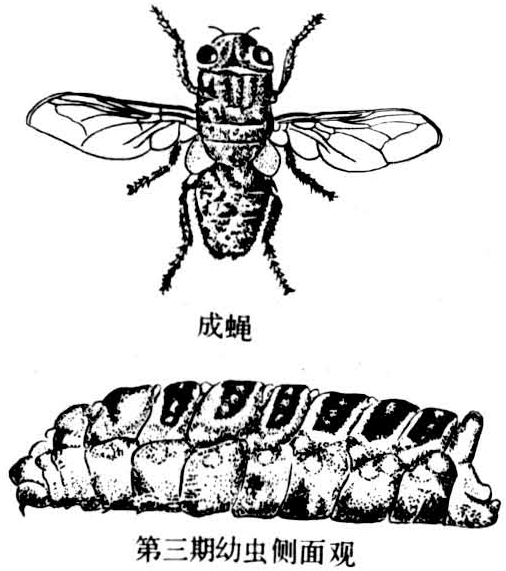 狂蝇的幼虫寄生于绵羊鼻腔及其附近腔窦引起的一种慢性寄生虫病.