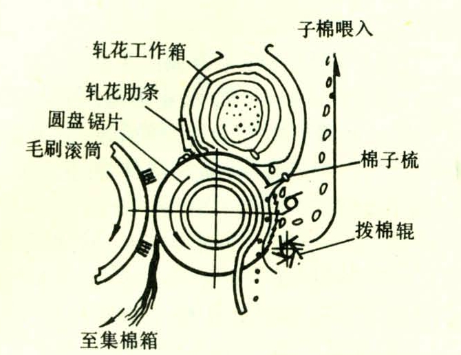 图2 锯齿轧花机工作原理示意为了提高锯齿轧花机的生产率,减少子棉卷