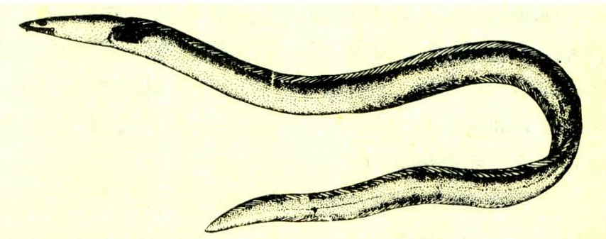 体细长,躯干部圆柱形,尾部稍侧扁.头较小,钝锥状.吻尖突.