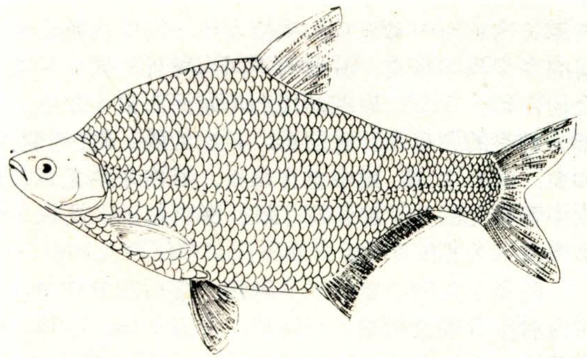 团头鲂-智汇三农