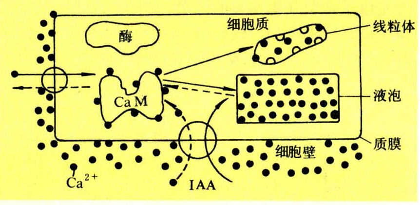 钙生理功能-智汇三农