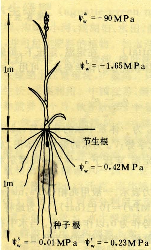 植物体内两个细胞或两个器官之间水势相等,则二者之间水分达动态平衡