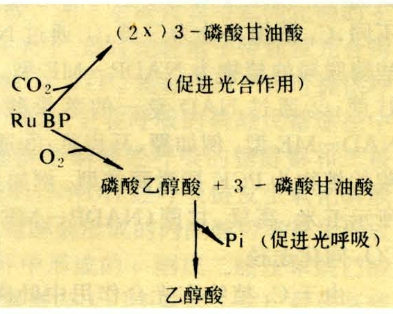 称c3植物,大部分温带植物都属这一类,其co2同化是通过光合碳循环途径