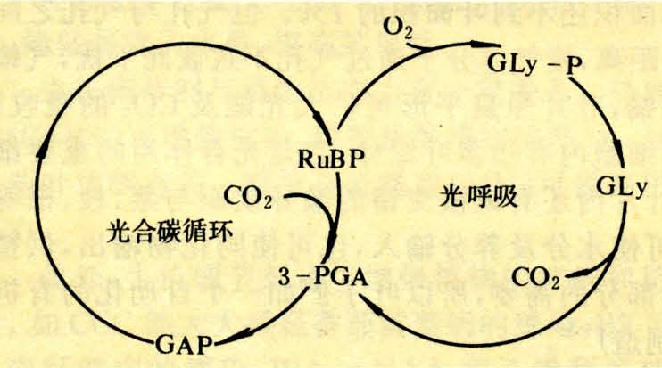 称c3植物,大部分温带植物都属这一类,其co2同化是通过光合碳循环途径