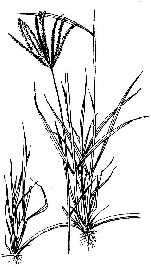 穗状花序10～20个,无柄或有短柄,呈指状排列,集生于花柄的顶端