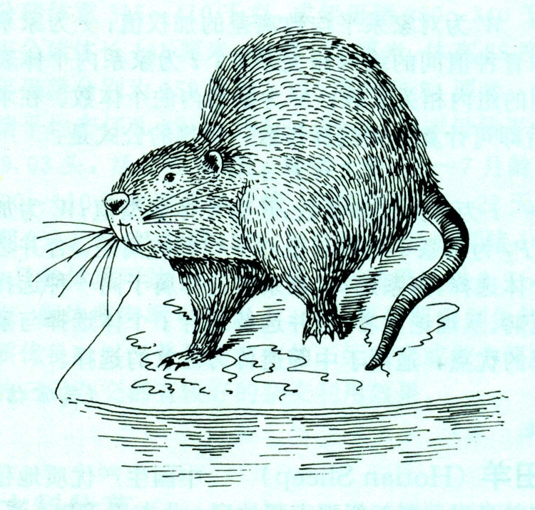 河狸鼠