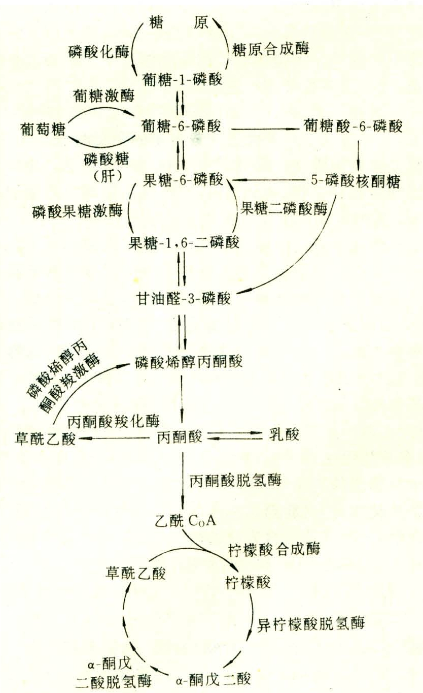 碳水化合物代谢