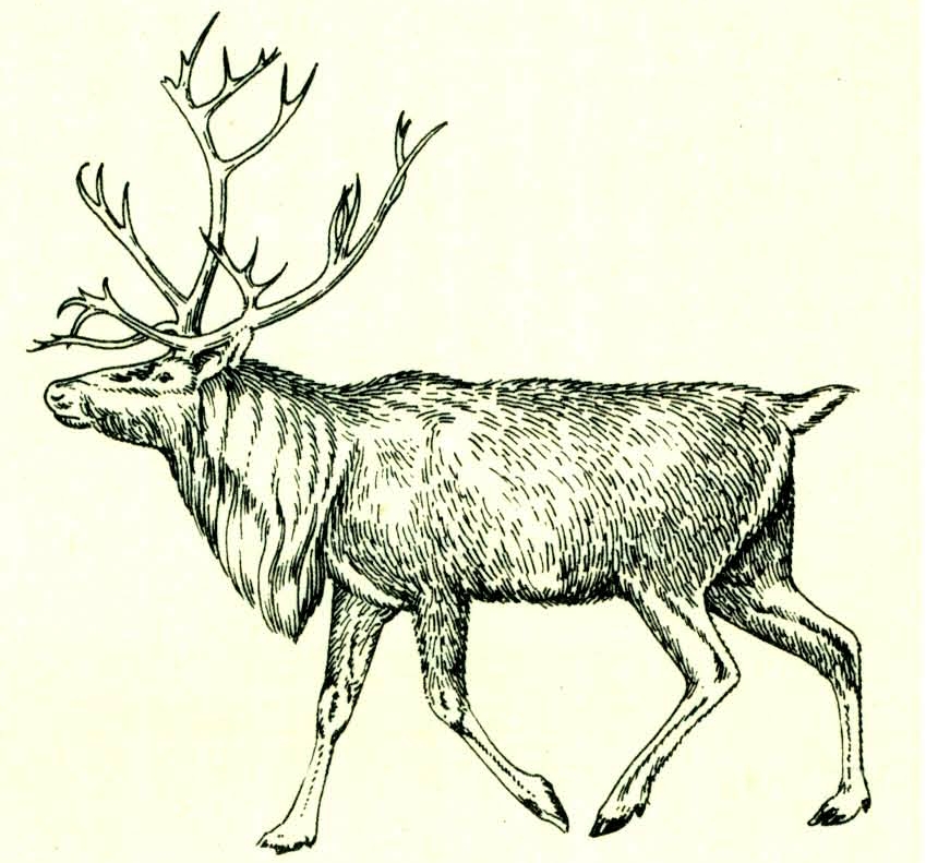 驯鹿