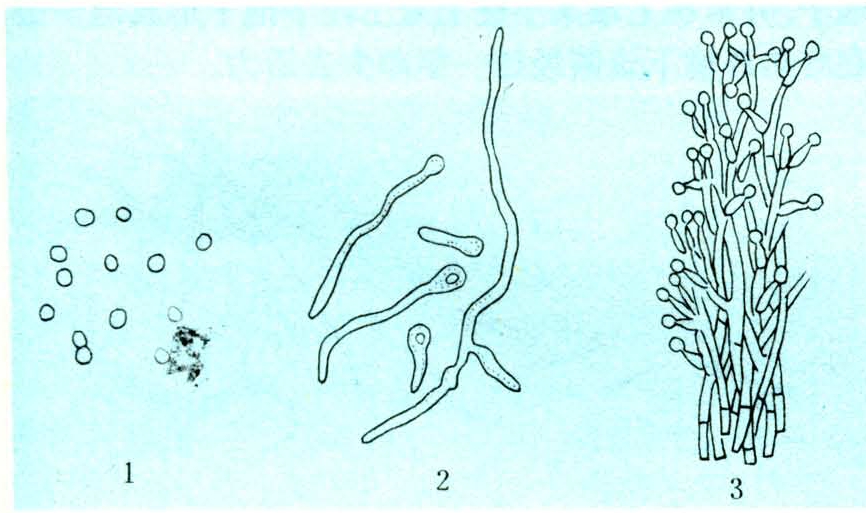 黄僵菌属束梗孢科,棒束霉属,学名为isaria farinosa(dicks)fr.