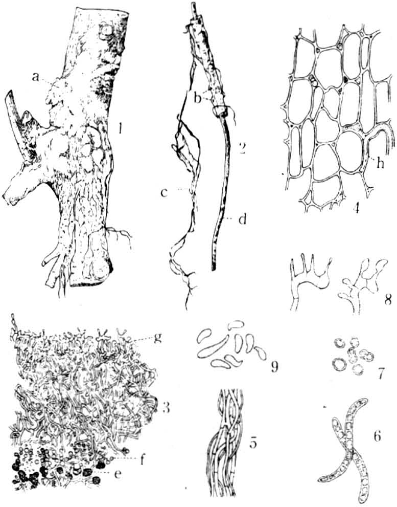 病菌以菌丝体,根状菌索或菌核随着病根或遗留在土壤