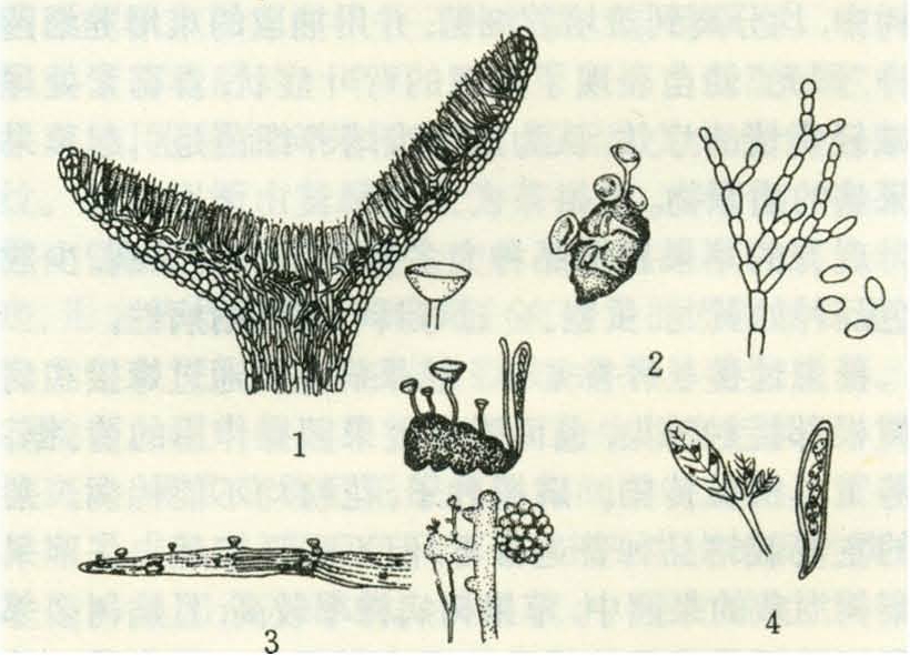 生或埋藏在寄主组织内而不生于子座中的一类真菌,属子囊菌亚门,盘菌纲
