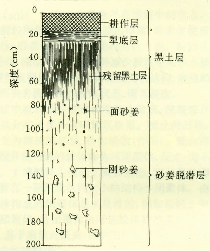 耕作层颜色变淡,犁底层的容重加大,残留黑土层保留了原来的状况,颜色