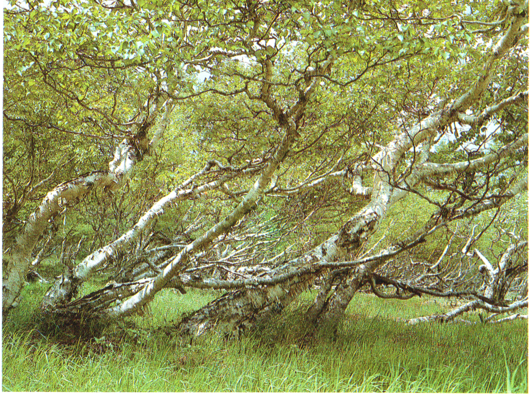 34 岳桦矮曲林35 红松阔叶林世界森林区示意图37