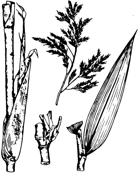 铁竹属-智汇三农